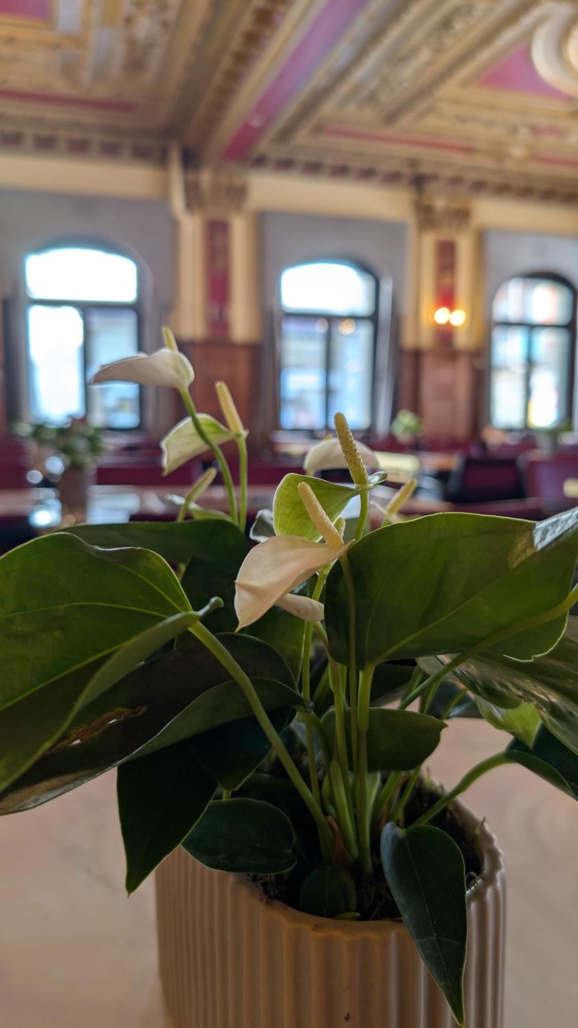 Hotel Harder Minerva Интерлакен Экстерьер фото